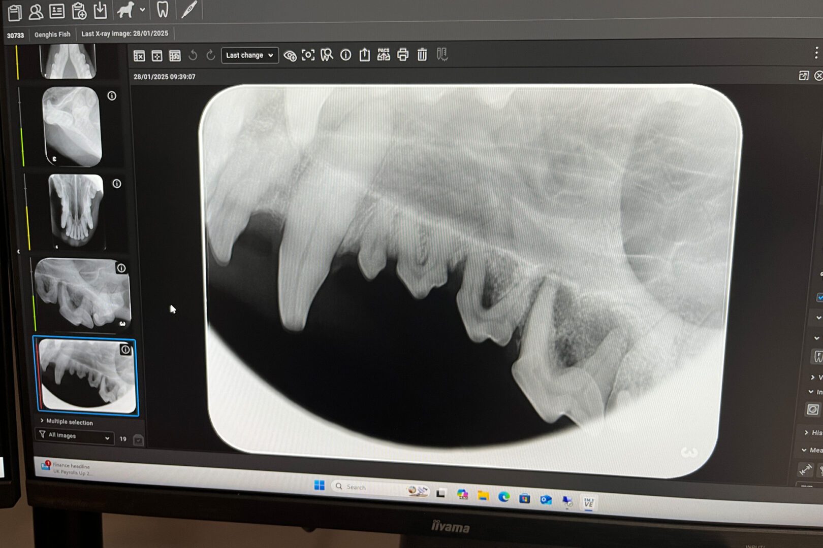 An x-ray image of a dog with a dental abscess
