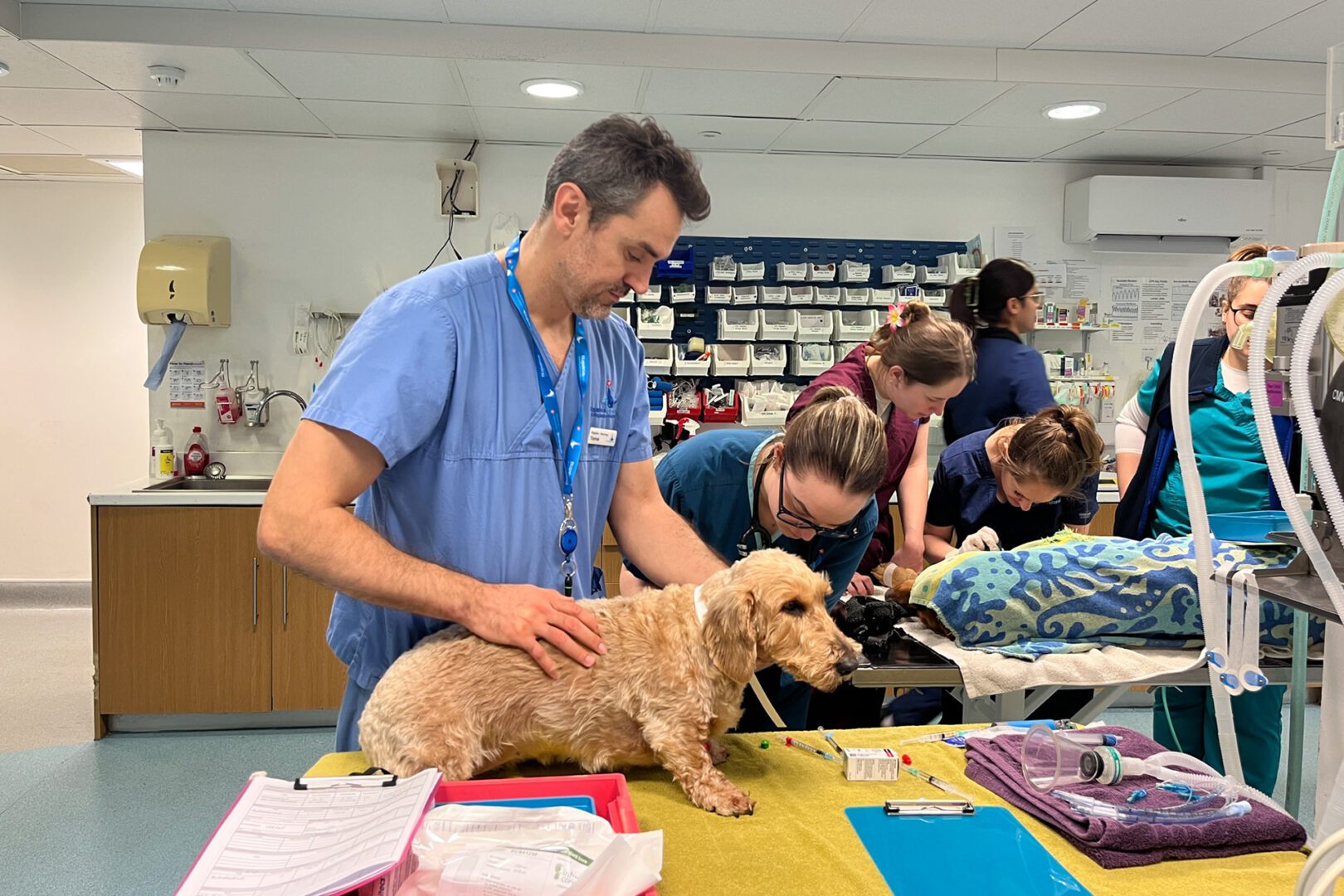 Dr Tomas Elvira with a canine patient in prep
