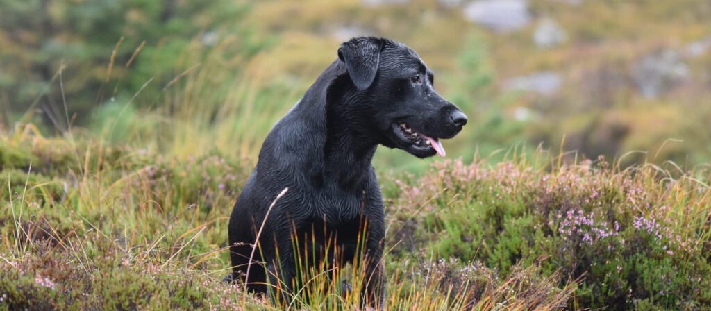 Black Labrador sitting in the Scottish heather