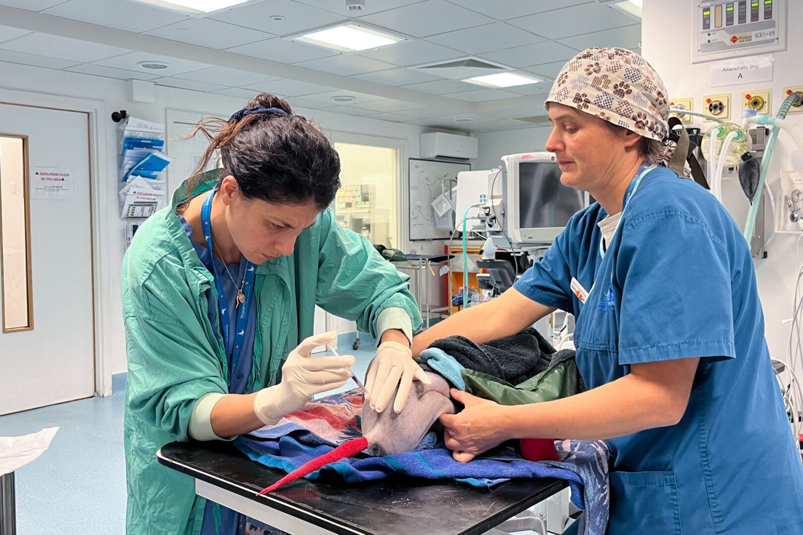 Anaesthetist and nurse treating a feline patient
