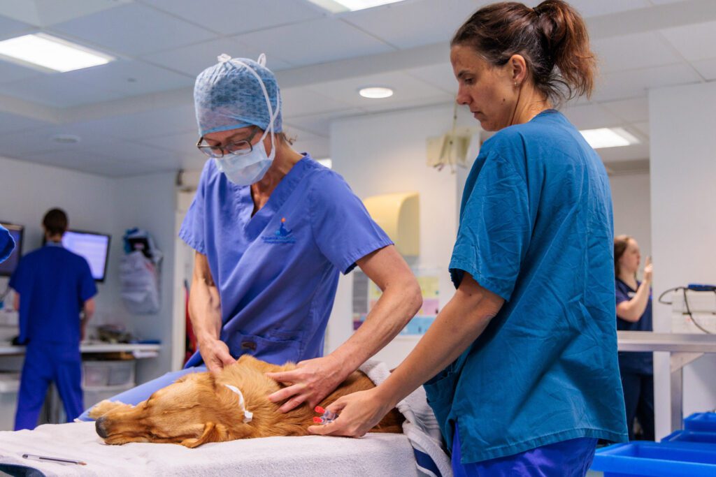 Specialist vet and Registered Veterinary Nurse examining a canine patient