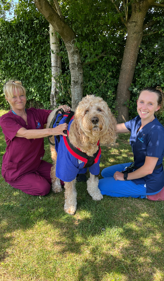 Australian Cobberdog having physiotherapy outside in the garden with two veterinary staff