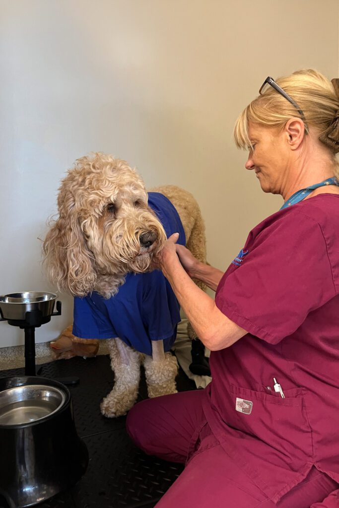 Australian Cobberdog having his ears brushed by a veterinary care assistant, in his kennel.