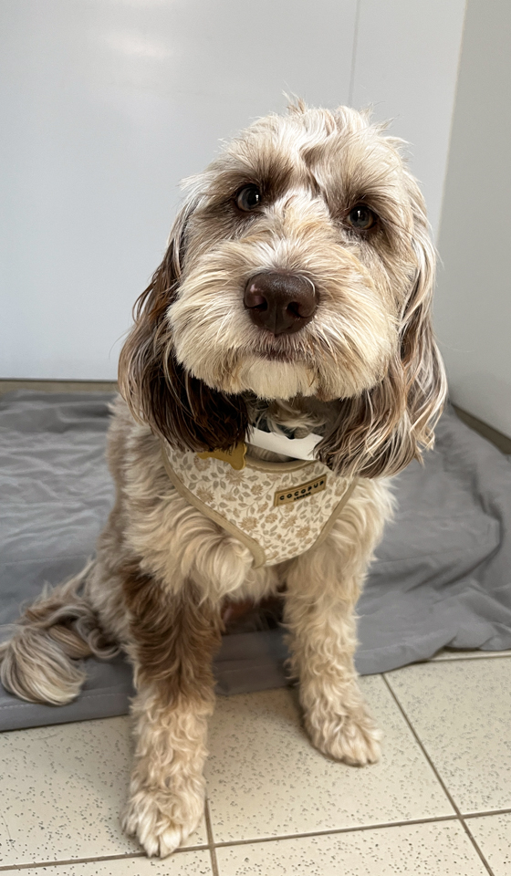 Poodle crossbreed dog sitting in a veterinary hospital kennel