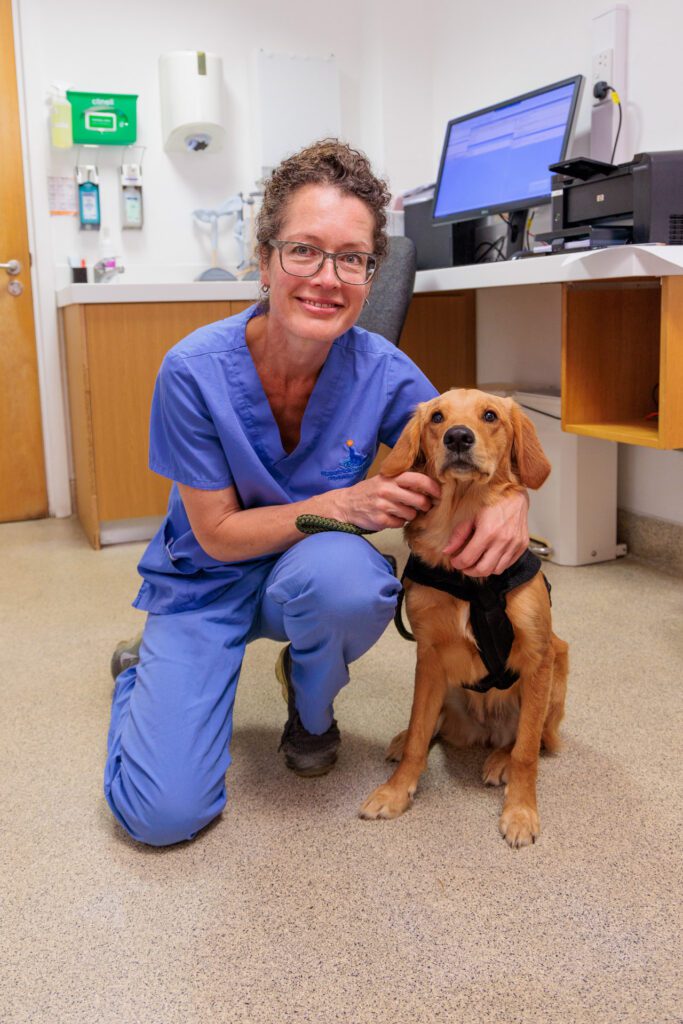 EBVS Specialist Sarah Girling in consultation with a golden retriever patient