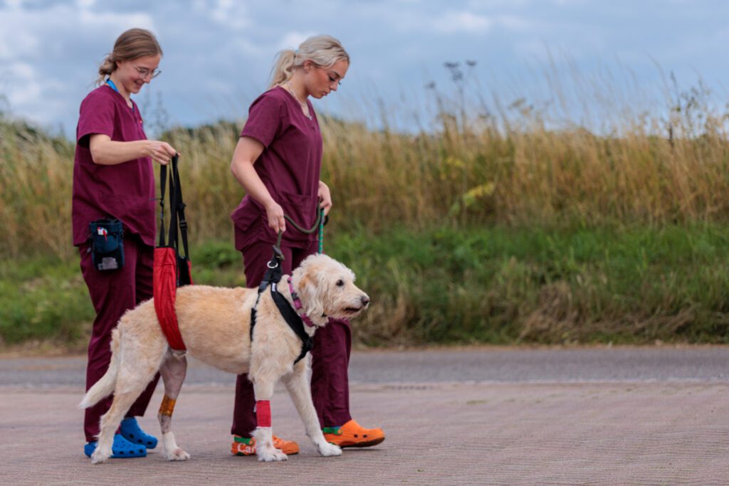 Two veterinary care assistants walking a canine patient outside with a sling