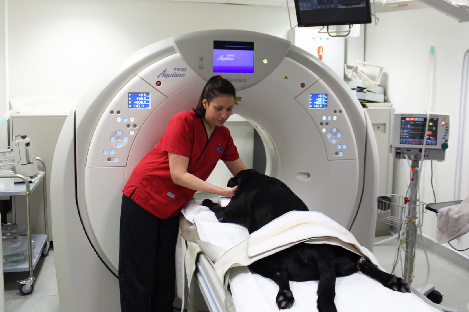 Senior Radiographer Felicity positioning a black Labrador in the CT scanner