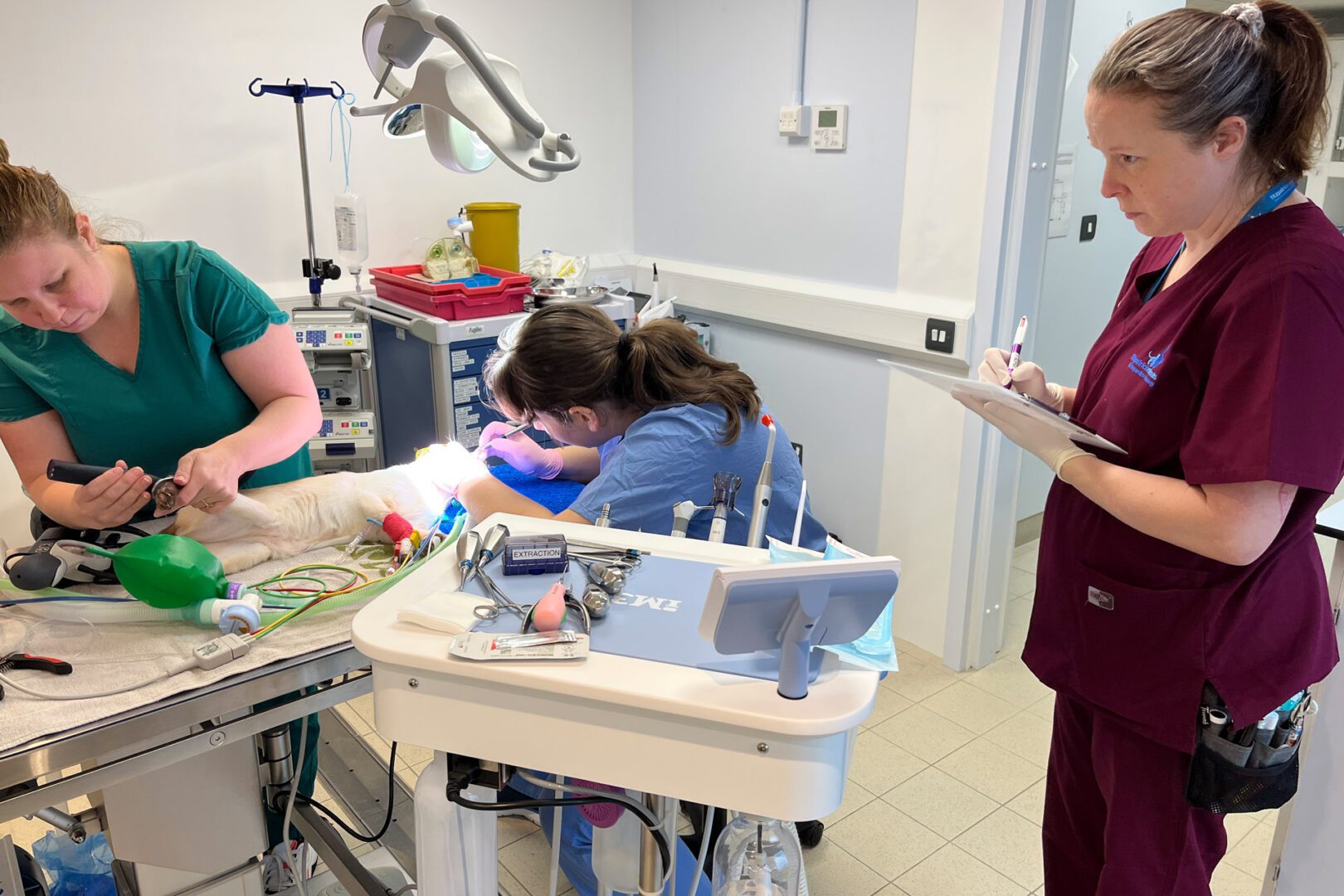 A Siamese cat laying on a table having a dental procedure performed by a vet with a veterinary nurse and assistant monitoring the cat