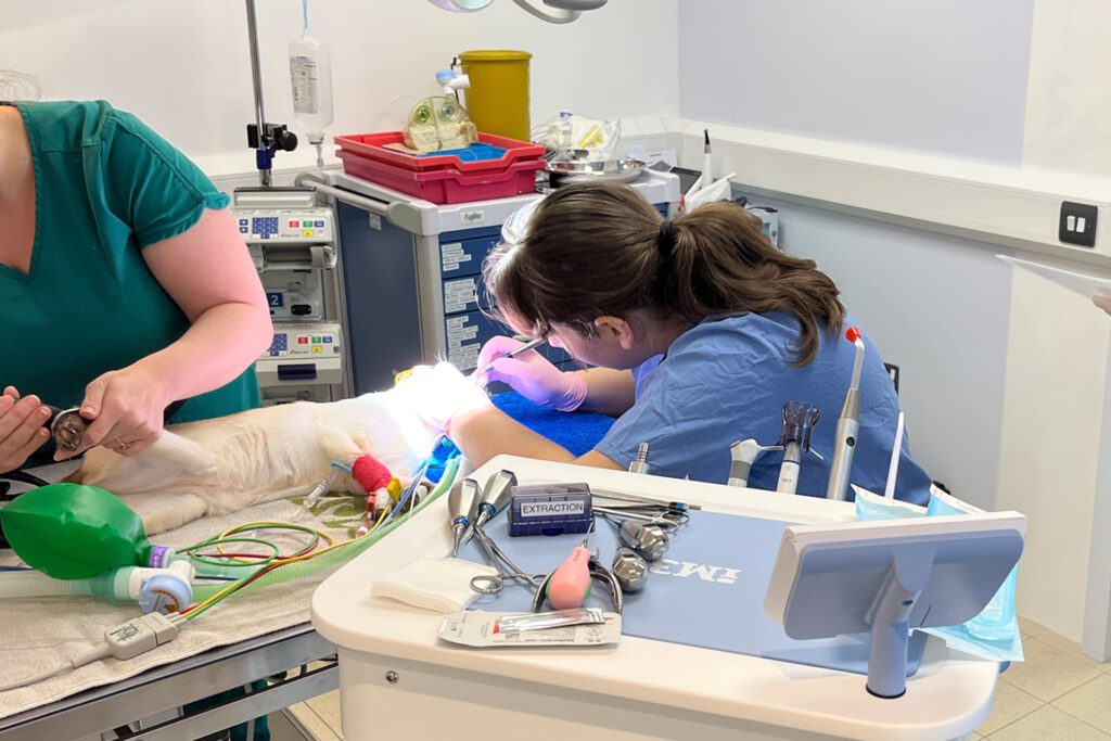 A Siamese cat laying on a table having a dental procedure performed by a vet with a veterinary nurse and assistant monitoring the cat