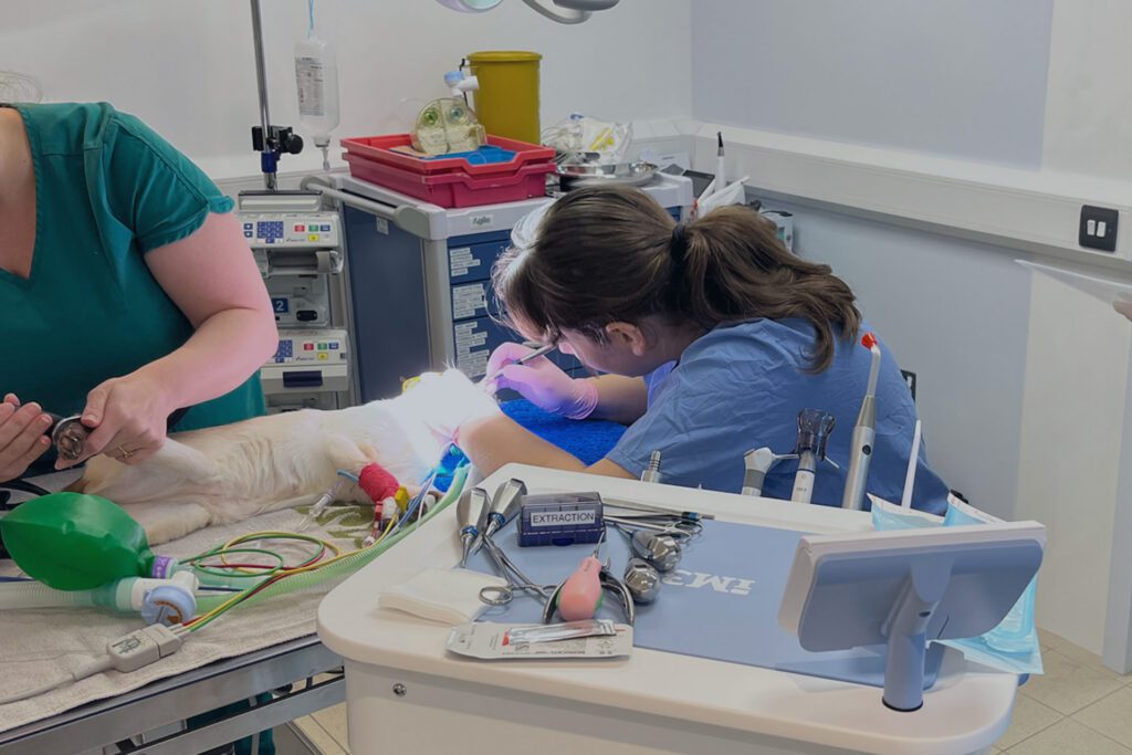 A Siamese cat laying on a table having a dental procedure performed by a vet with a veterinary nurse and assistant monitoring the cat