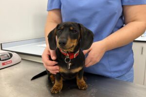 Miniature dachshund puppy being held on a table by a dentistry vet