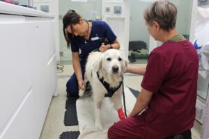 Chartered Physiotherapist Rachel carrying out a physiotherapy assessment on a golden retriever the day after TPLO surgery, with support from a veterinary care assistant