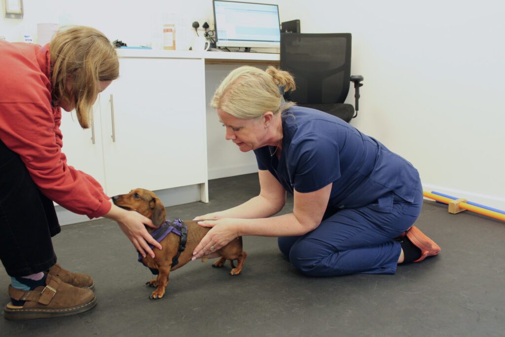 Chartered Physiotherapist Fiona carrying out a physiotherapy on a dachshund - holding its back whilst its owner holds its harness