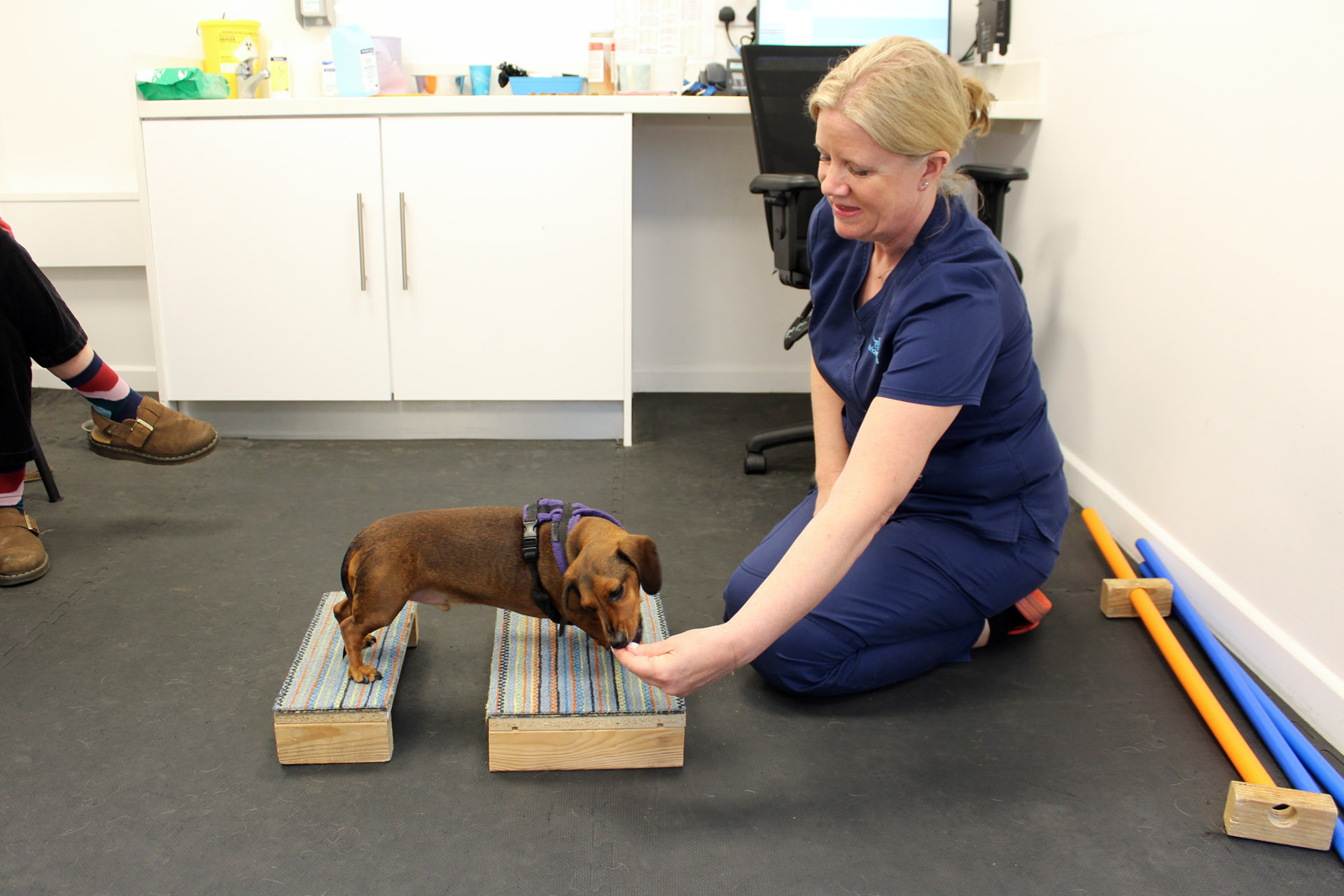 Chartered Physiotherapist Fiona carrying out a physiotherapy on a dachshund, standing on raised blocks