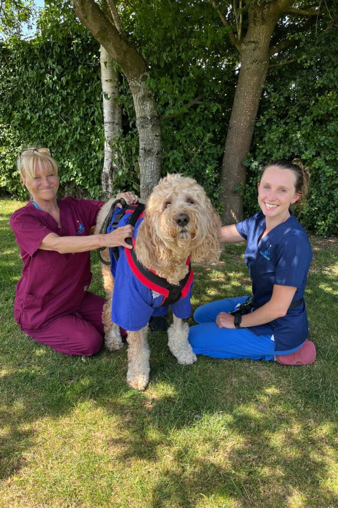 Australian Cobberdog having physiotherapy outside in the garden with two veterinary staff