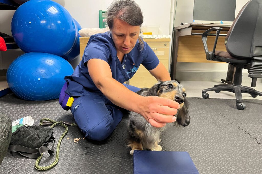Chartered Physiotherapist holding food in front of a long-haired dachshund, whilst carrying out physio exercises on the floor