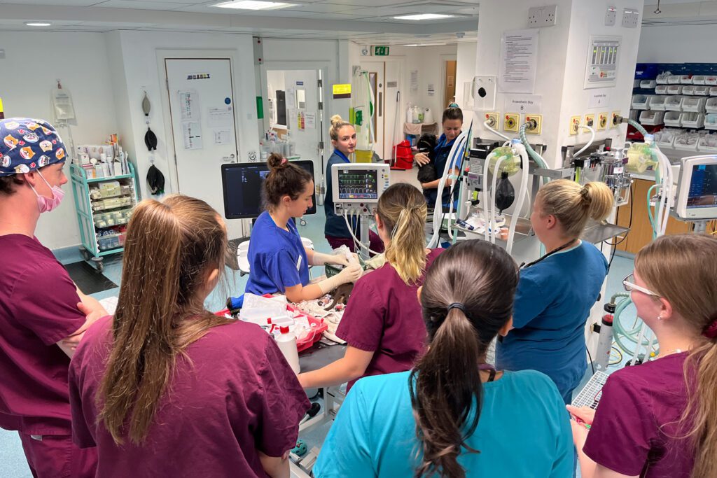 A team of veterinary care assistants observing a vet carrying out an ultrasound on a canine patient