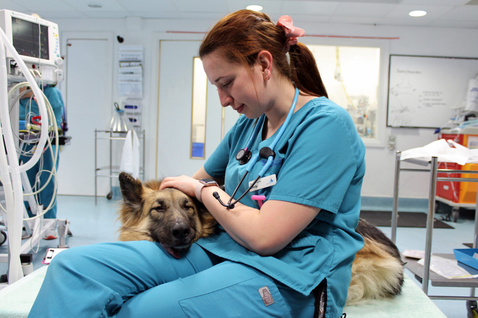 Veterinary nurse comforting a German shepherd dog after anaesthesia