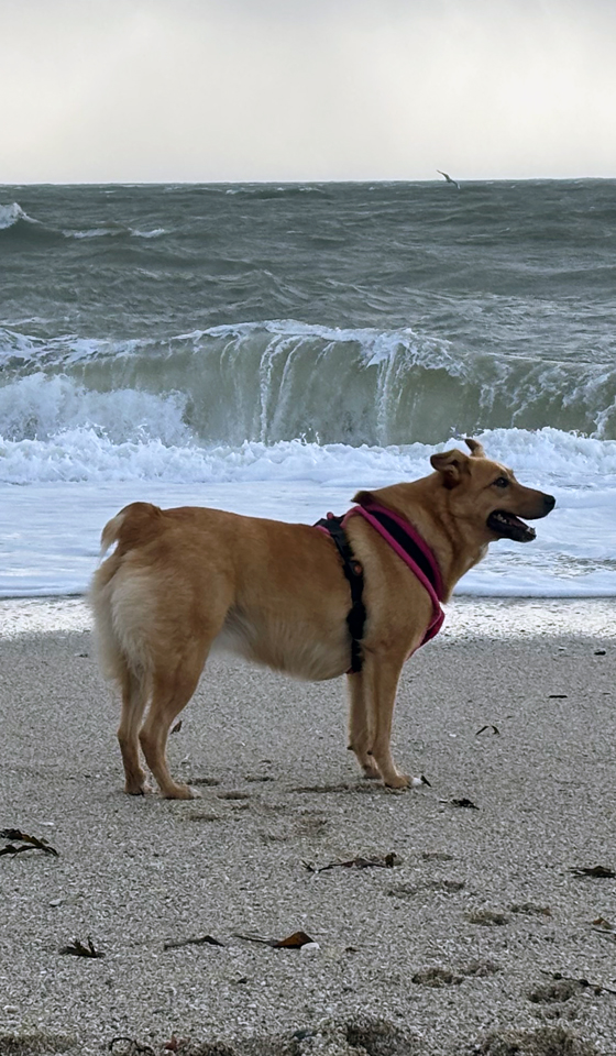 Mixed breed dog standing on the beach with waves crashing behind
