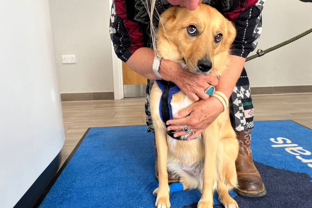 Dog being cuddled by her mum in reception at Fitzpatrick Referrals