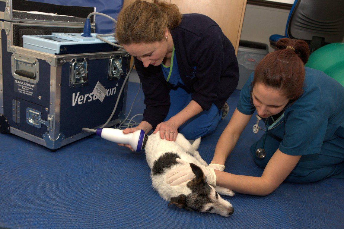 A Jack Russell undergoing ESWT under sedation