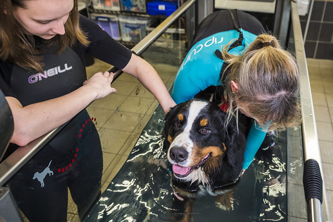 Underwater Treadmill at Fitzpatrick Referrals