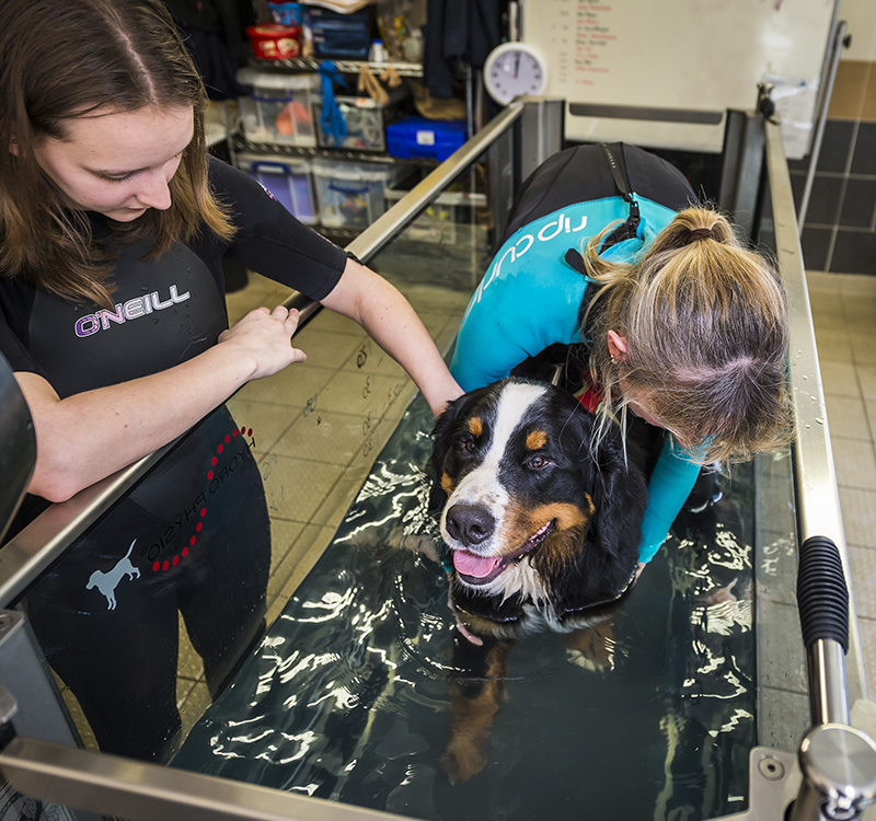 Canine hydrotherapy discount