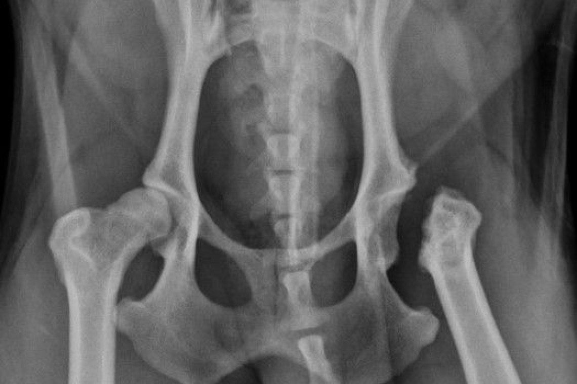 Radiograph illustrating femoral head and neck excision in a dog