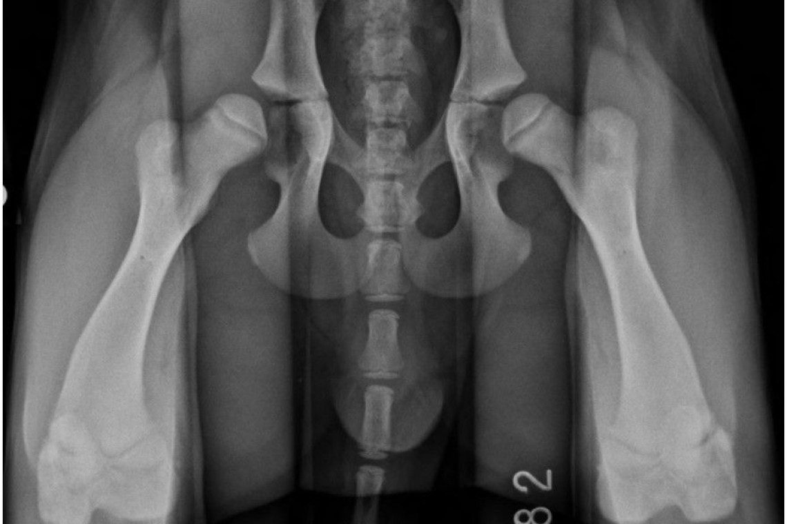 Дисплазия суставов у собак лечение. Дисплазия тазобедренных суставов. Дисплазия тазобедренного сустава у собак рентген. Дисплазия тазобедренных суставов снимки рентген. Дисплазия тазобедренных суставов рентген.