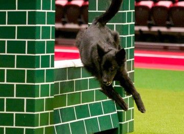 Agility dog