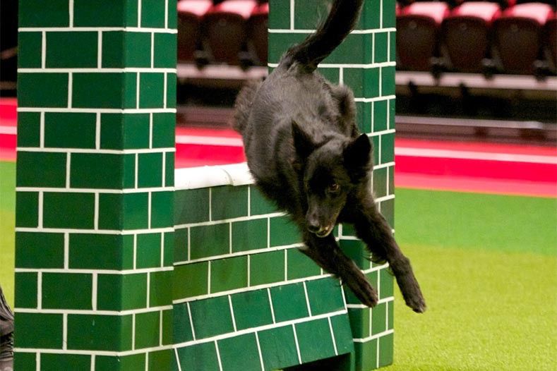 Dog performing agility