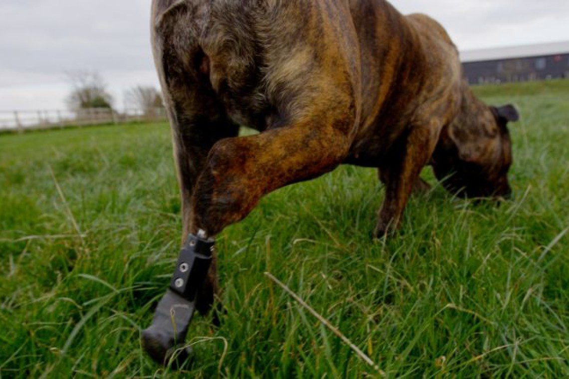 Endoprosthesis connected to exoprosthesis resulting in PerFiTS of the hindlimb 