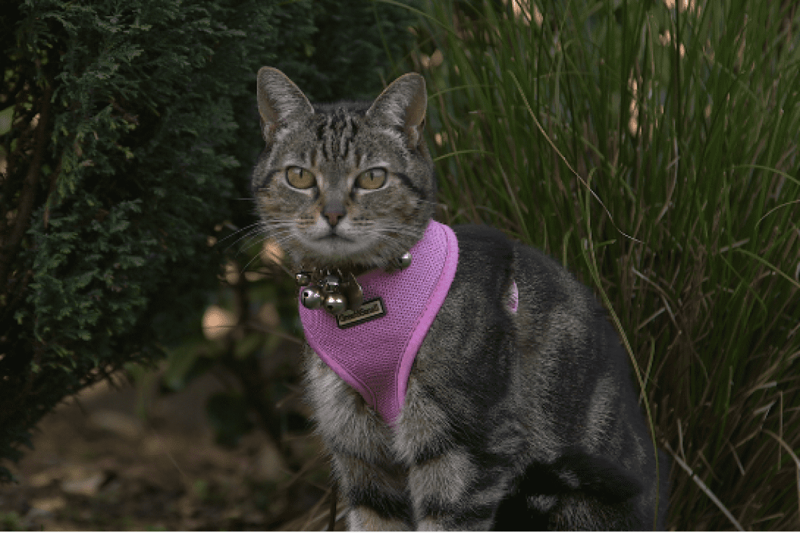 Pixie's story - the PerFiTS wonder cat!