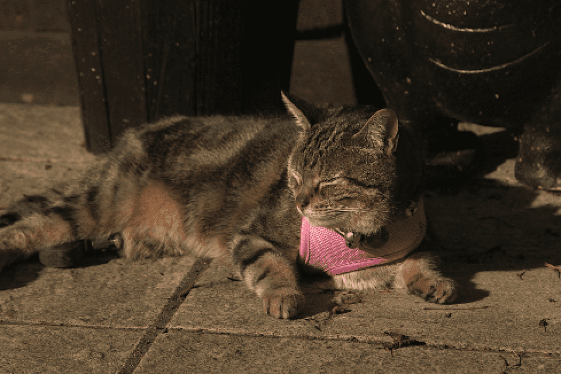 Pixie the cat laying on a patio in the sunshine