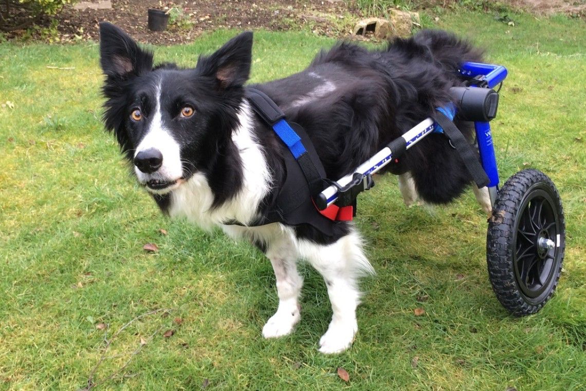 A border collie taking his first steps in his mobility cart