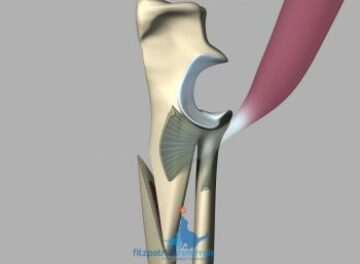 Post-operative image of a Canine Unicompartmental Elbow replacement. Post-operative image of a Canine Unicompartmental Elbow replacement.