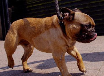 French bulldog walking