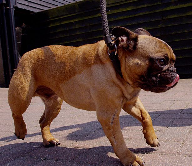 French bulldog walking