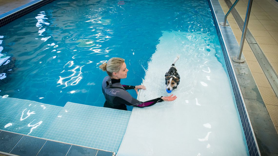 hydrotherapy pool for dogs near me