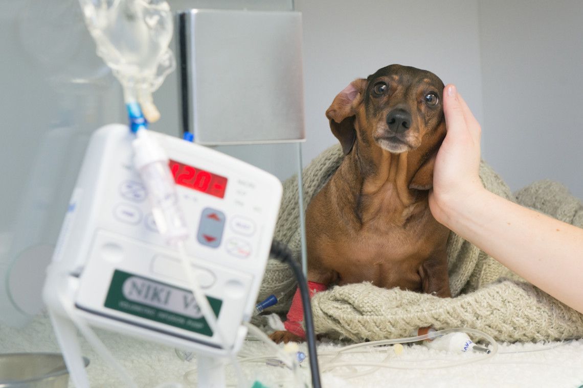 little dachshund in small dog wards at Fitzpatrick Referrals Orthopaedics and Neurology Hospital