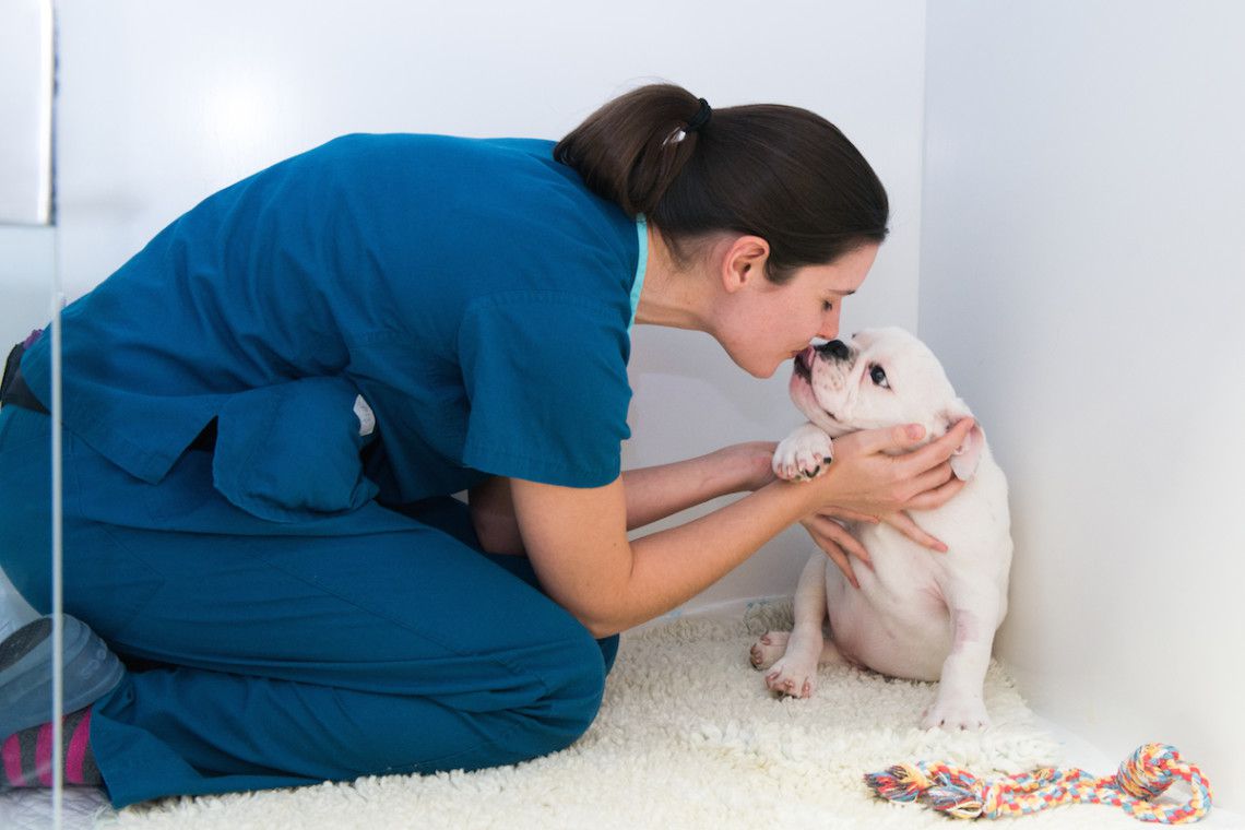 Some TLC from one of our nurses for this lucky little Bulldog. Some TLC from one of our nurses for this lucky little Bulldog