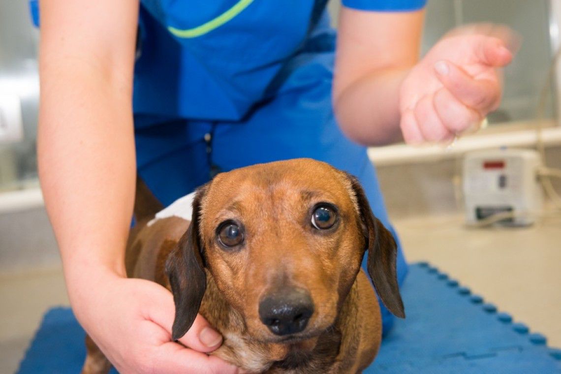 The Dachshund is the most common example of a chondrodystrophic breed