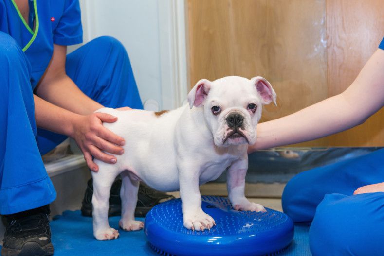 Bulldog practising his balancing and core stability with two chartered physiotherapists