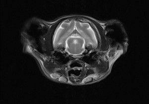 Feline brain MRI highlighting normal trigeminal nerves