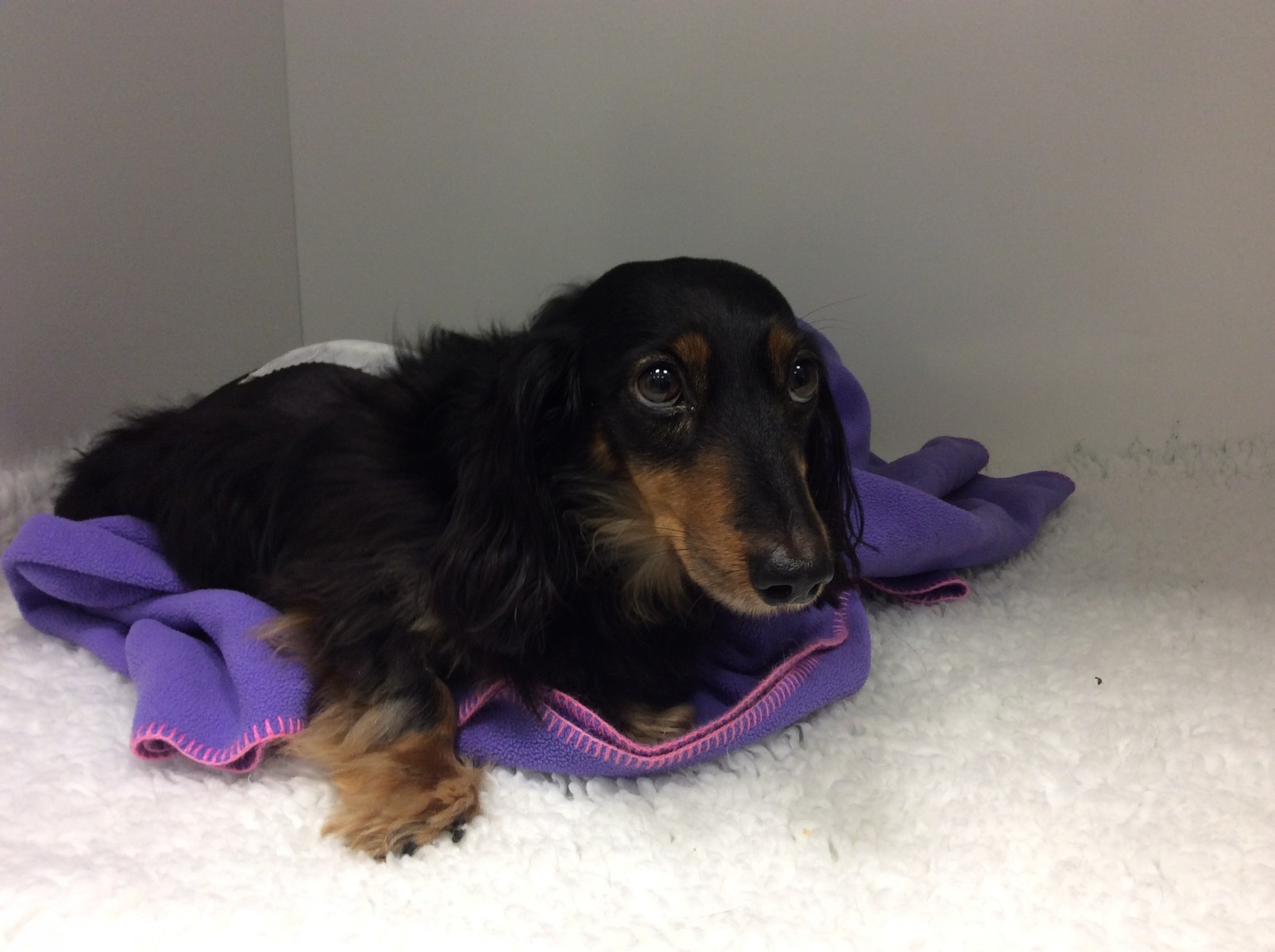 Chappie's Story Intervertebral Disc Disease (IVDD