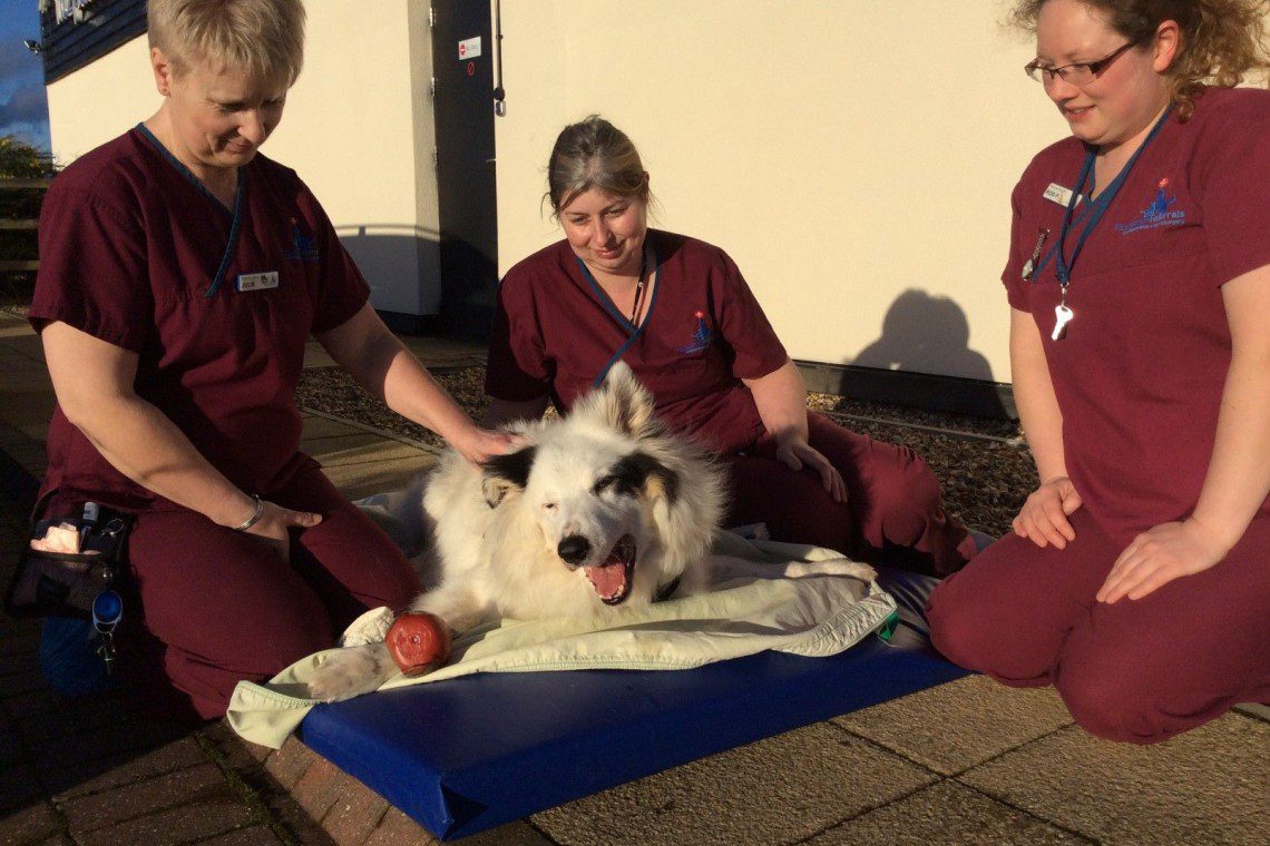 Border collie with vestibular disease receiving some one-to-one quality time with our ward auxiliaries