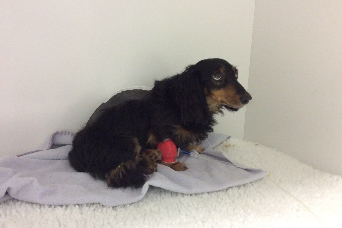 Chappie in his recovery kennel