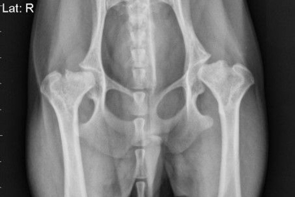 Hip Osteoarthritis in a toy breed