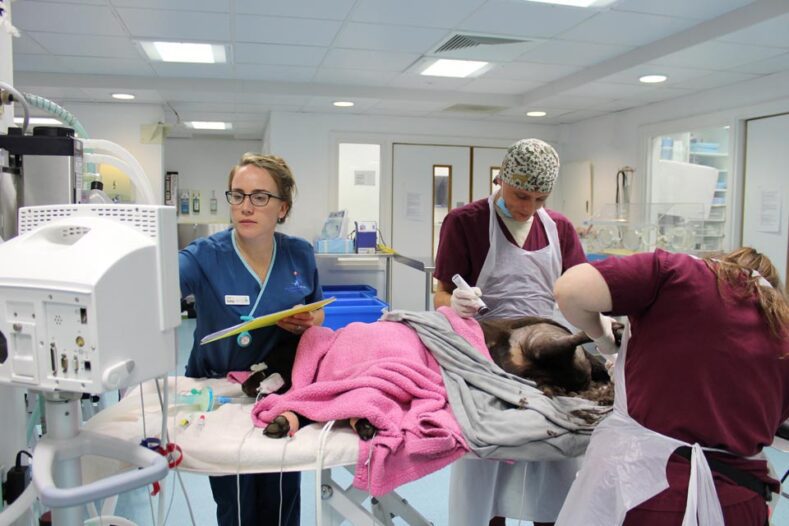 Veterinary nurse monitoring an anaesthetised dog