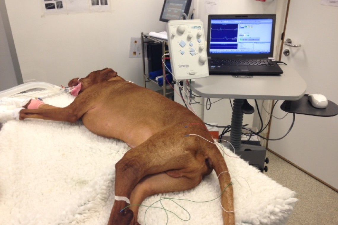 Hungarian Vizsla anaesthetised for electrophysiology assessment